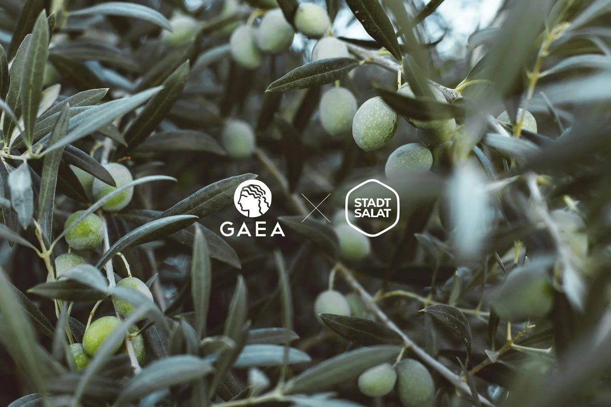 GAEA x STADTSALAT